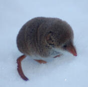 shrew shrew