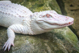 albino crocodile albino crocodile