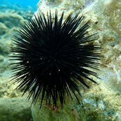 sea urchin sea urchin