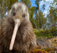 kiwi bird kiwi bird