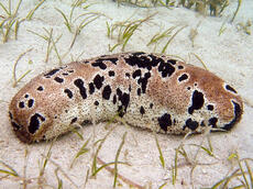 sea cucumber sea cucumber