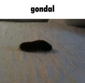 gondal gondal
