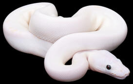 ball python ball python