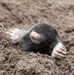 mole mole