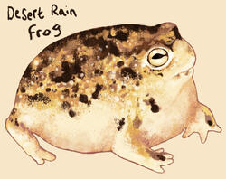 Desert Rain Frog