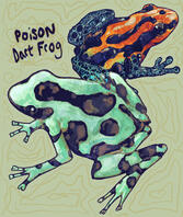 Poison Dart Frog