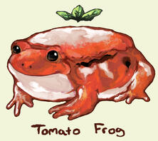 Tomato Frog