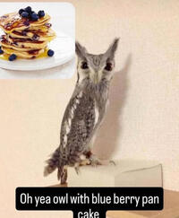 oh yea owl with blue berry pan cake oh yea owl with blue berry pan cake