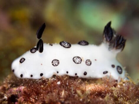 sea slug (funeral jorunna)