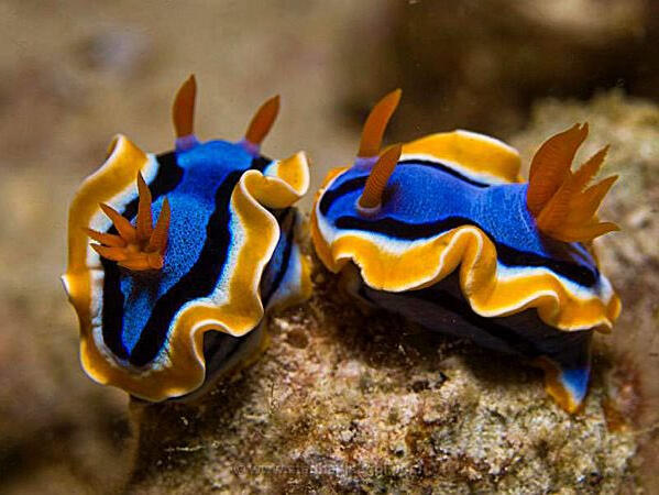sea slug (chromodoris annae)