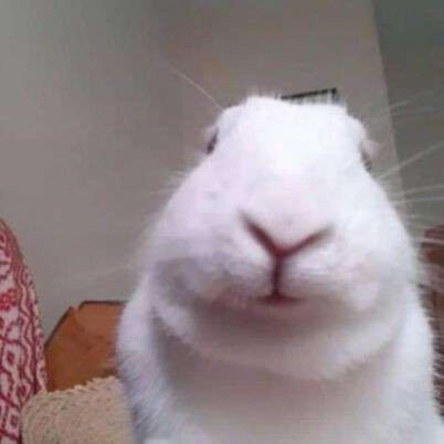 rabbit