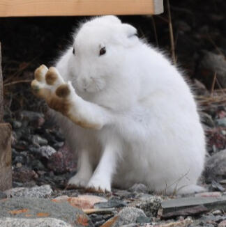 rabbit